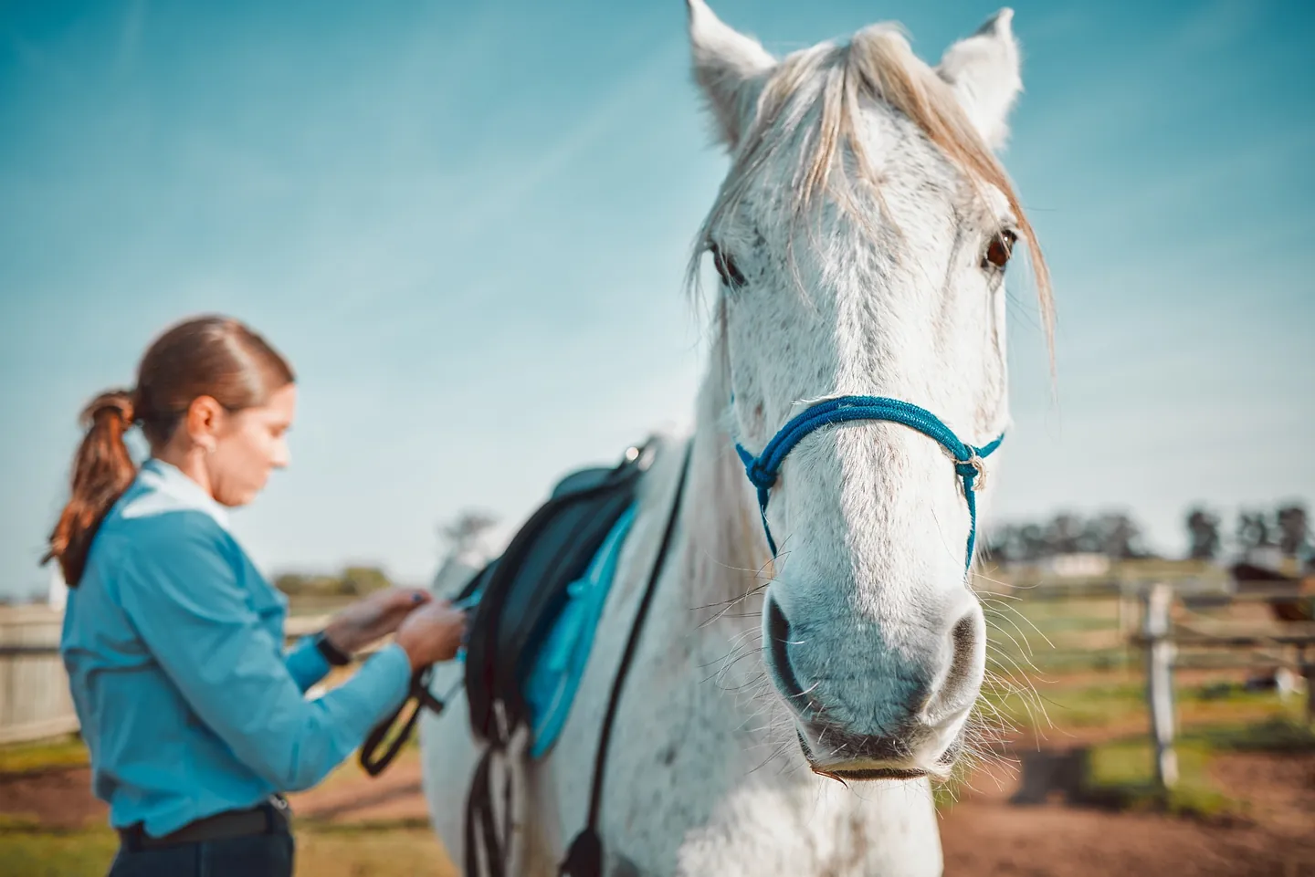 caballos